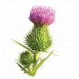 Southern Kentucky Highland Games